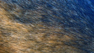 Ceket köpeği kötü dış koşullardan korur ve normal vücut ısısını korumaya yardımcı olur.