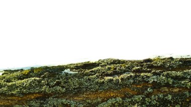 gövdenin sert koruyucu dış kılıfı, dallar, bir ağacın dalları ya da odunsu çalılar