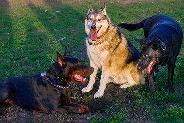 Evcilleştirilmiş etobur bir memeli. Genellikle uzun bir burnu ve keskin bir koku duyusu vardır.