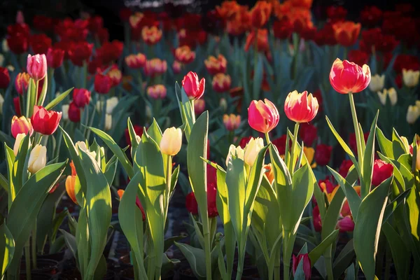 Barevné tulipány v zahradě. — Stock fotografie