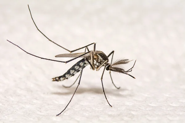 Primer plano Aedes aegypti . —  Fotos de Stock