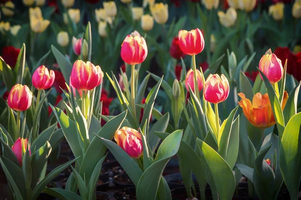 Barevné tulipány v zahradě. — Stock fotografie