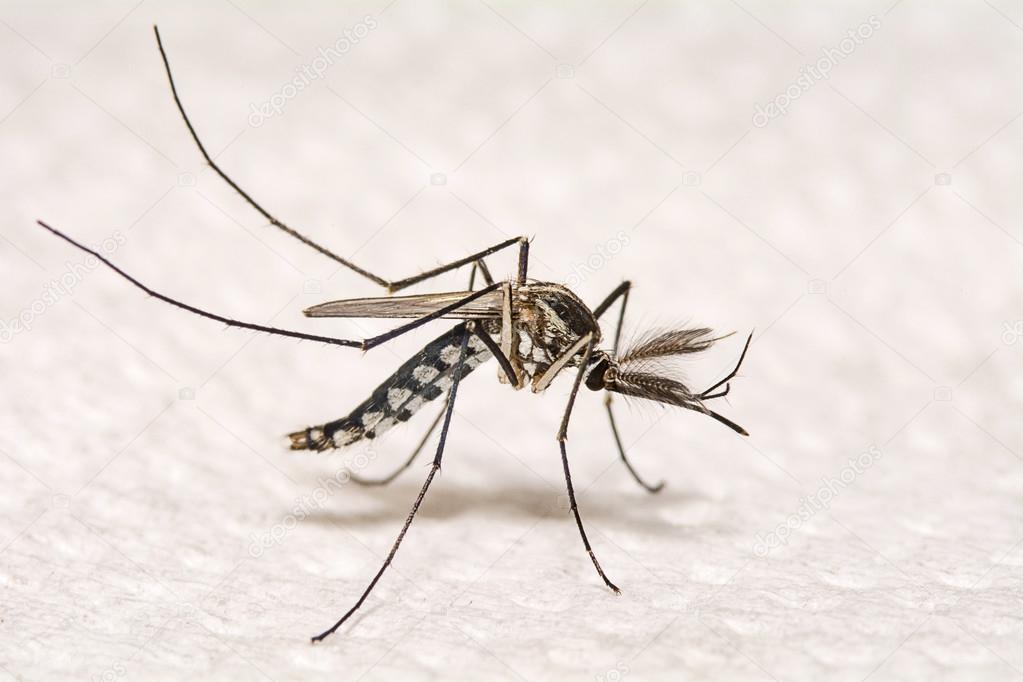 Closeup Aedes aegypti.