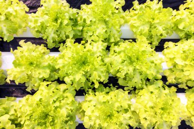 Organik hydroponic sebze.