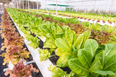 Organik hydroponic sebze.