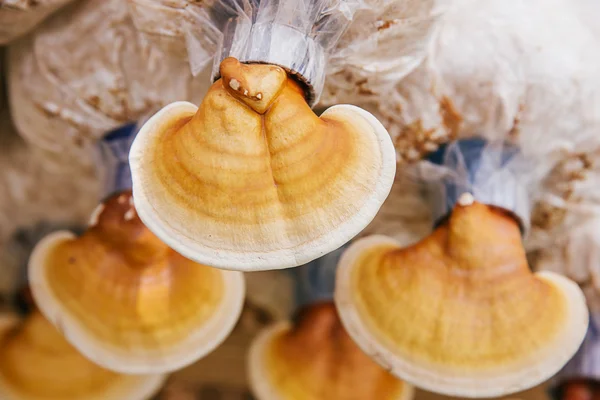 Lingzhi (Ganoderma lucidum) — Foto de Stock