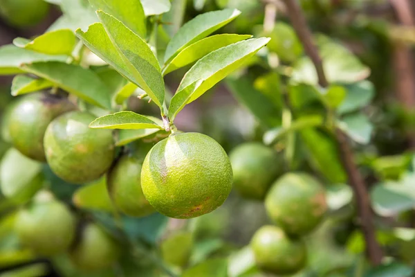 A Green lemons. — Stock Photo, Image