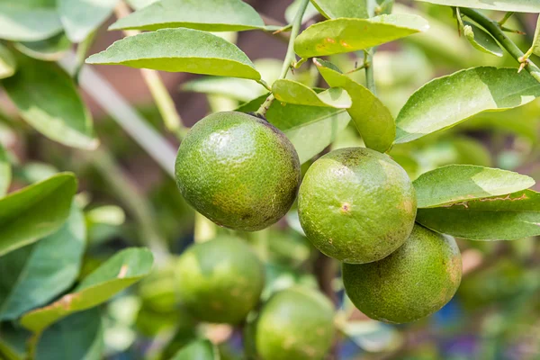 A Green lemons. — Stock Photo, Image