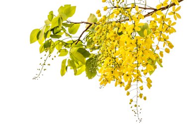 Altın duş (Cassia fistül)