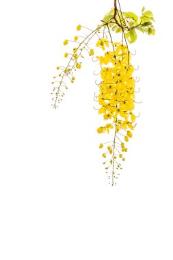 Altın duş (Cassia fistül)