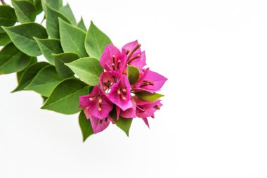 pembe Begonviller izole.