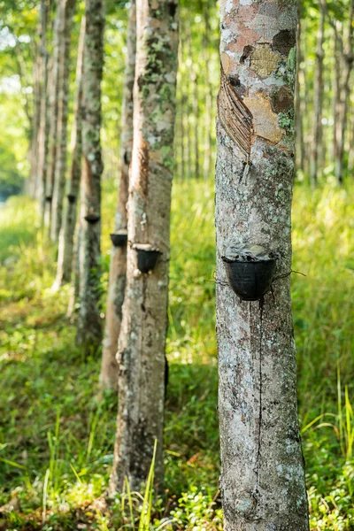 Gummiträd plantage. — Stockfoto