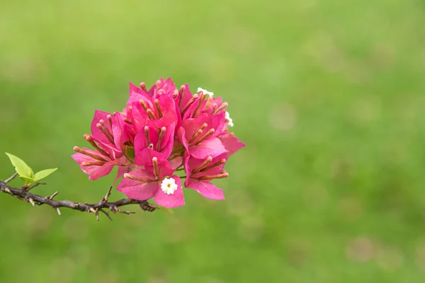 Bougainvillea rosa sobre verde . — Foto de Stock