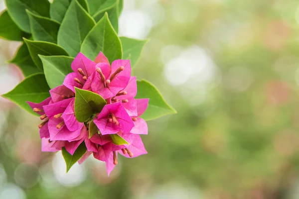 Rózsaszín Bougainvillea-zöld. — Stock Fotó