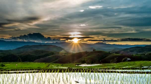 Puesta de sol sobre los arrozales . — Vídeo de stock