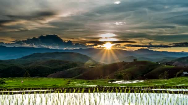 Puesta de sol sobre los arrozales . — Vídeos de Stock