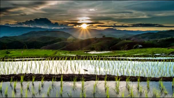 Ηλιοβασίλεμα πάνω από το ρύζι τομείς. — Αρχείο Βίντεο