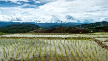 Pirinç tarlaları üzerinde hareketli bulut.