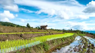 Pirinç tarlaları üzerinde hareketli bulut.