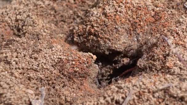 ANT kopać ziemi. — Wideo stockowe