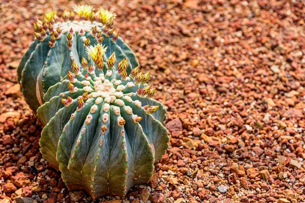 Ferocactus Cactus Var Нагота Желтыми Цветками Брусчатке Ботаническом Саду — стоковое фото