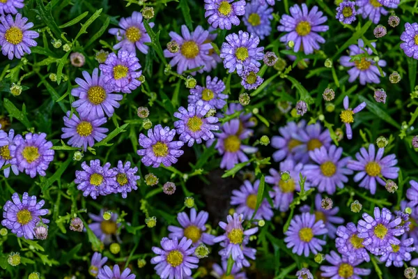 Purple Daisies Flower Water Droplets Garden Field Daisy Flower Garden — Stock Photo, Image