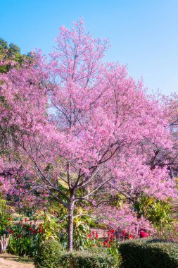 Vahşi Himalaya kirazı (Prunus cerasoides) ya da Khun chang kian 'daki dev kaplan çiçeği, Chiangmai, Tayland