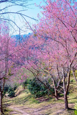 Vahşi Himalaya kirazı (Prunus cerasoides) ya da Khun chang kian 'daki dev kaplan çiçeği, Chiangmai, Tayland