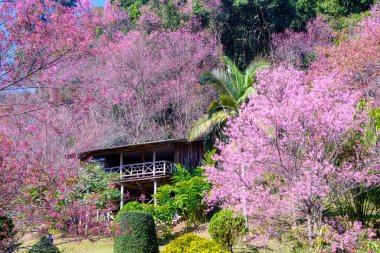 Vahşi Himalaya kirazı (Prunus cerasoides) ya da Khun chang kian 'daki dev kaplan çiçeği, Chiangmai, Tayland