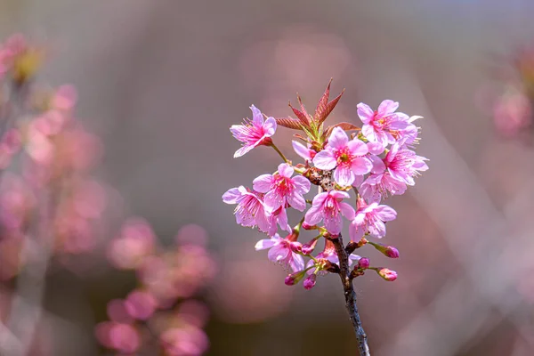 Blossom Wild Himalayan Cherry Prunus Cerasoides Giant Tiger Flower Thailand — Stock Photo, Image