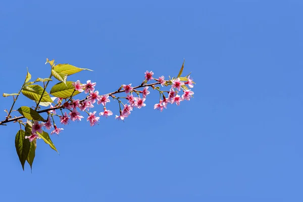 Flor Cerezo Salvaje Del Himalaya Prunus Cerasoides Flor Tigre Gigante —  Fotos de Stock