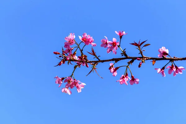 Flor Cerezo Salvaje Del Himalaya Prunus Cerasoides Flor Tigre Gigante —  Fotos de Stock