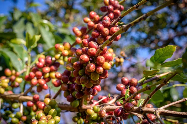 泰国北部农场种植成熟浆果的咖啡树 新鲜的咖啡豆 — 图库照片