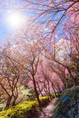 Vahşi Himalaya kirazı (Prunus cerasoides) ya da Khun chang kian 'daki dev kaplan çiçeği, Chiangmai, Tayland