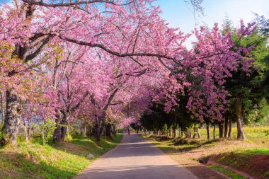 Vahşi Himalaya kirazı (Prunus cerasoides) veya Tayland 'ın Chiang mai şehrindeki dev kaplan çiçeği.