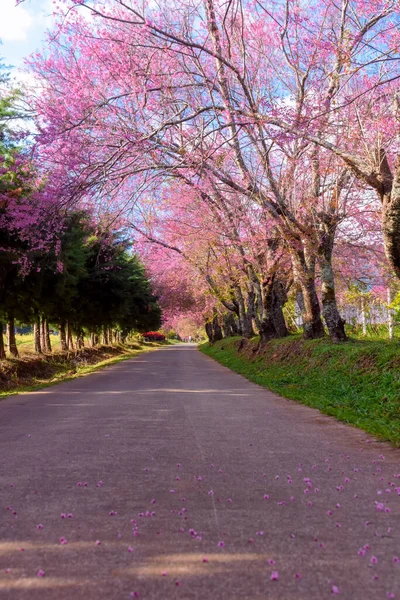 Vahşi Himalaya Kirazı Prunus Cerasoides Veya Tayland Chiang Mai Şehrindeki — Stok fotoğraf