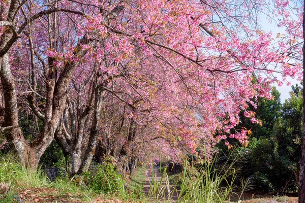 Flor Cerezo Del Himalaya Salvaje Prunus Cerasoides Flor Tigre Gigante — Foto de Stock