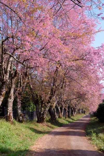 Blüte Der Wilden Himalaya Kirsche Prunus Cerasoides Oder Riesen Tigerblume — Stockfoto