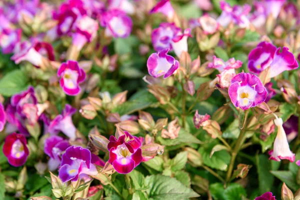 Piękna Torenia Kwiat Ogrodzie Kwiatowe Tła — Zdjęcie stockowe