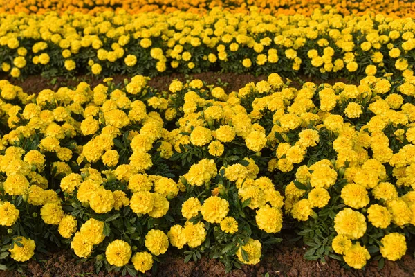 Krásné Francouzské Marigolds Odstíny Žluté Zahradě Květinové Zázemí — Stock fotografie