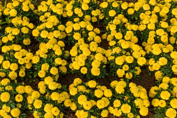 Krásné Francouzské Marigolds Odstíny Žluté Zahradě Květinové Zázemí — Stock fotografie