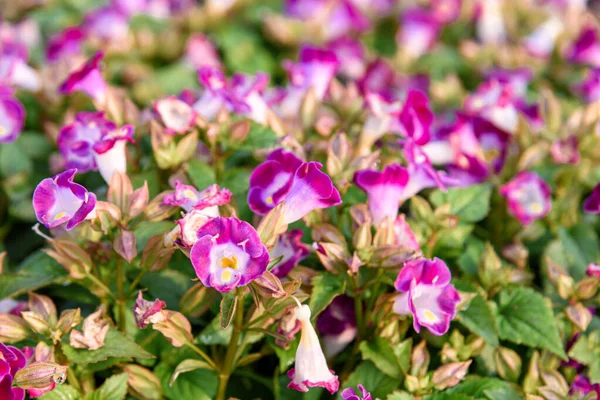 Krásná Torenia Květina Zahradě Květinové Zázemí — Stock fotografie