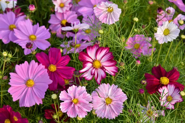 庭の美しいコスモスの花 花の背景 — ストック写真