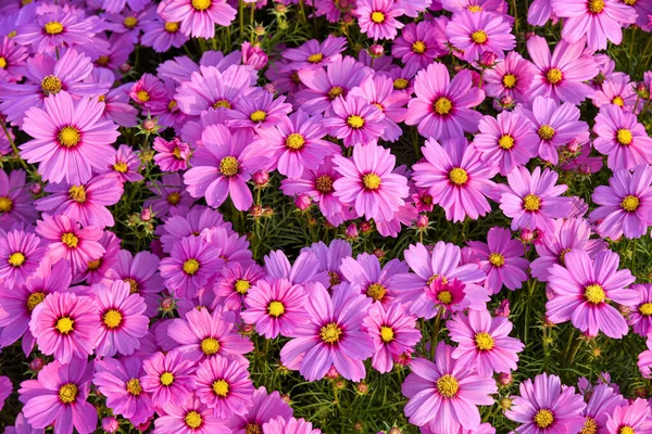 庭の美しいコスモスの花 花の背景 — ストック写真