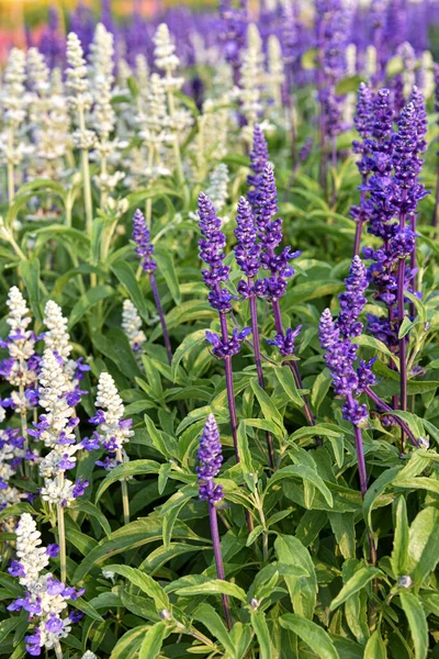 Bahçede güzel Salvia Çiçeği, çiçekli arka planlar