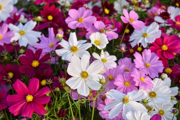 庭の美しいコスモスの花 花の背景 — ストック写真