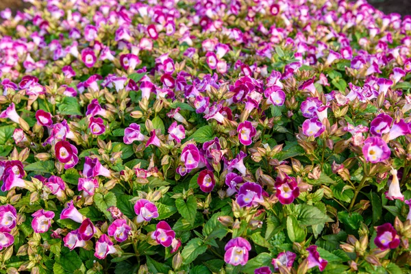 Vacker Torenia Blommor Trädgården Blommiga Bakgrunder — Stockfoto