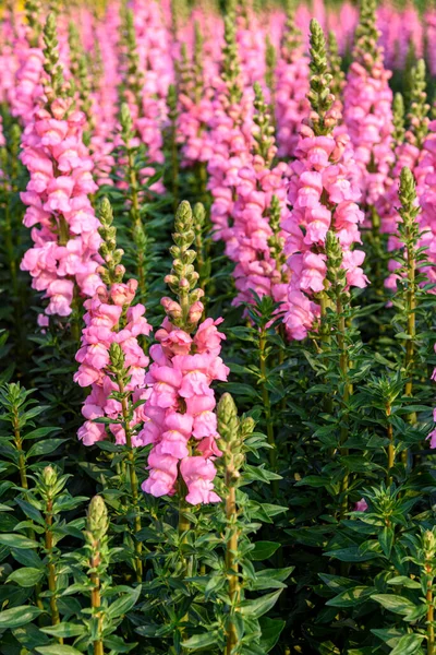 Beautiful Antirrhinum Majus Dragon Flower Also Known Snap Dragons Tagetes — Stock Photo, Image