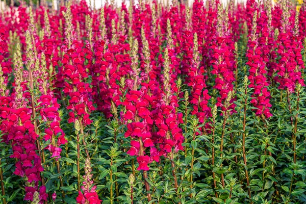 Güzel Antirrhinum Majus Ejder Çiçeği Diğer Adıyla Snap Dragons Tagetes — Stok fotoğraf