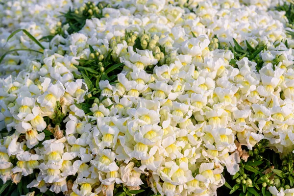 美丽的兰花龙花也被称为 小龙与斑纹龙 Marigolds 在花园里盛开 植物背景 — 图库照片
